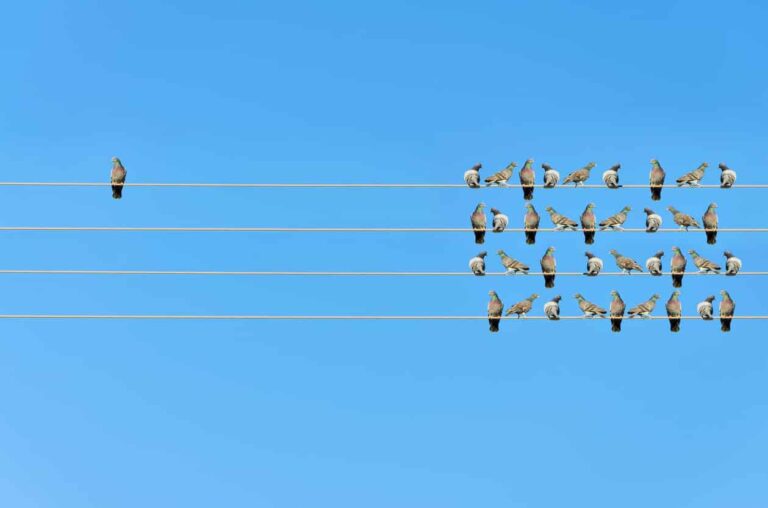 Individuality concept, birds on a wire