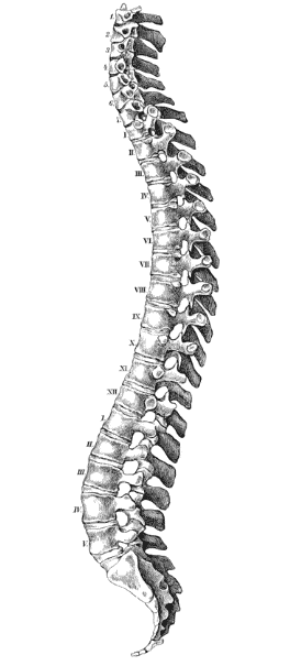 Rebuilding The Human Body – The Bionic Spine