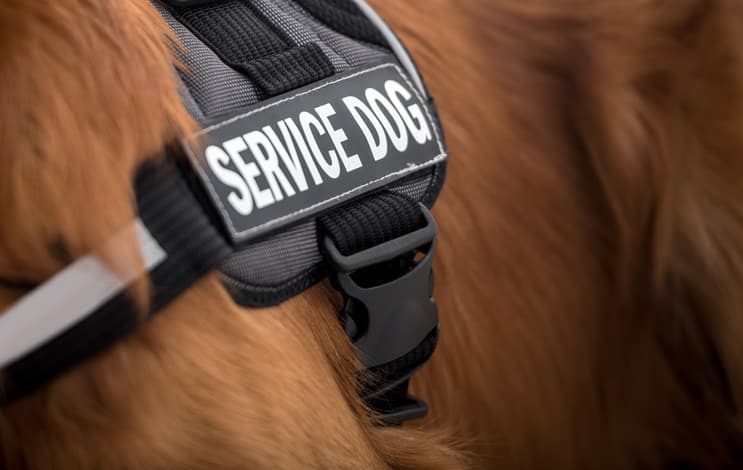 tbi service dog training
